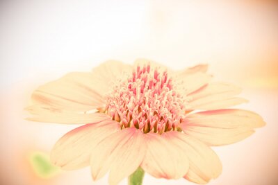 Lachsfarbene Blüte auf einer Makrofotografie