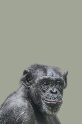 Poster Lächelnder Schimpanse auf grünem Hintergrund