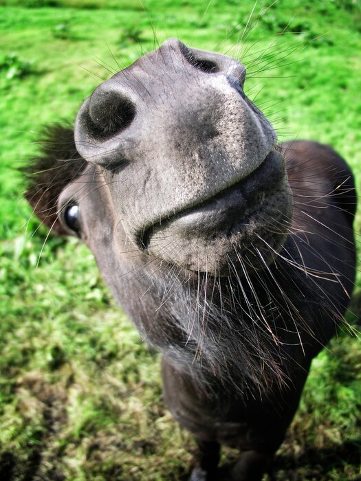 Poster Lächelndes Pferd