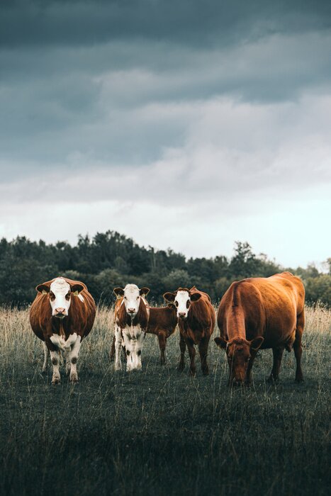 Poster Ländliche Landschaft mit Kühen
