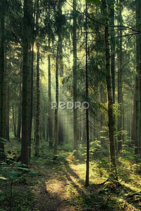 Poster Landscape, rays of the sun in a dark magic pine forest