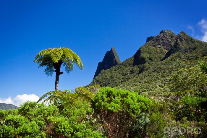 Poster Landschaft des exotischen Dschungels