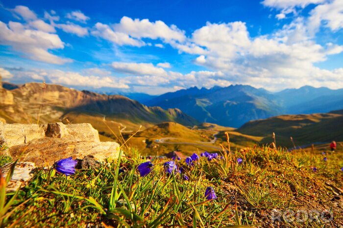 Poster Landschaft einer blühenden Wiese in den Bergen