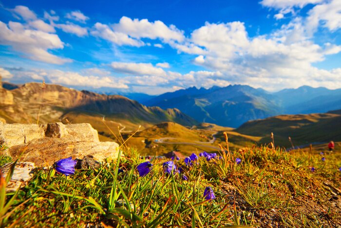 Poster Landschaft einer blühenden Wiese in den Bergen