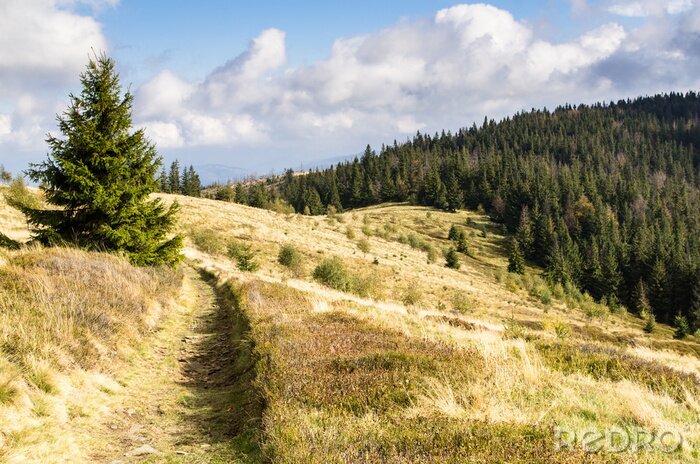 Poster Landschaft einer Waldlichtung