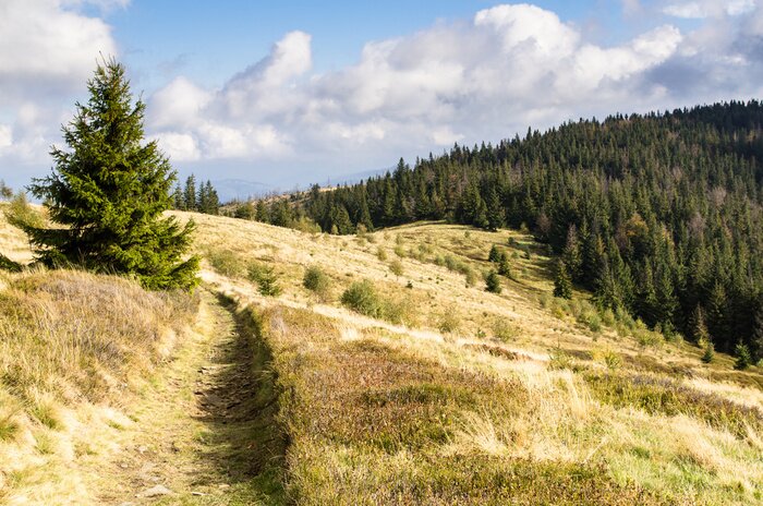 Poster Landschaft einer Waldlichtung