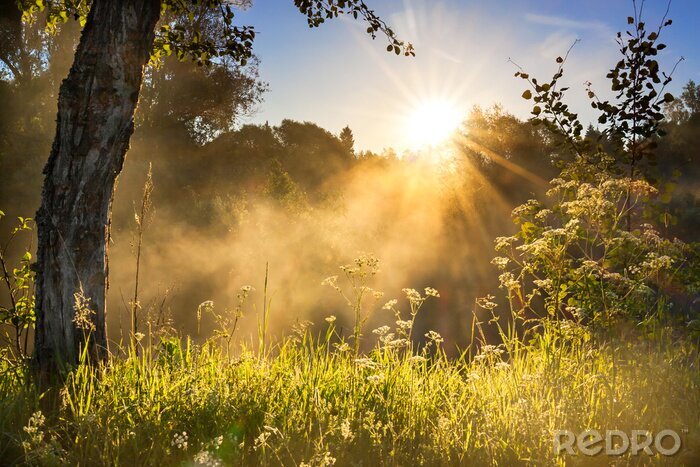 Poster Landschaft einer Wiese mit Sonnenaufgang