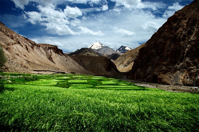 Poster Landschaft grün saftig von Wiesen