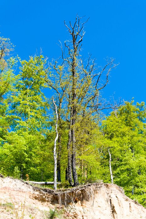 Poster Landschaft mit einem grünen Wald