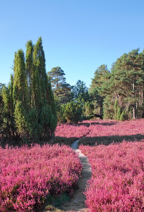 Poster Landschaft mit Heidekraut