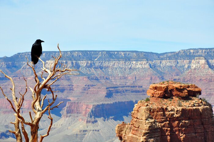 Poster Landschaft mit Krähe