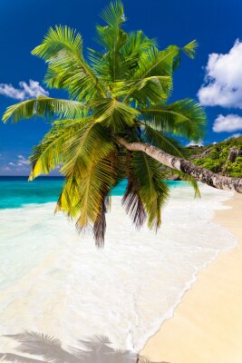 Landschaft mit Palmen und einem weißen Strand