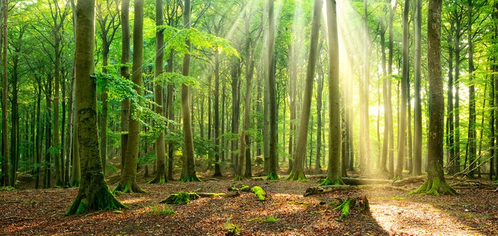 Poster Landschaft von Sonnenstrahlen beleuchteter Wald