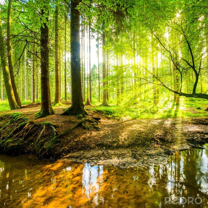 Poster Landschaft Wald am Sommertag