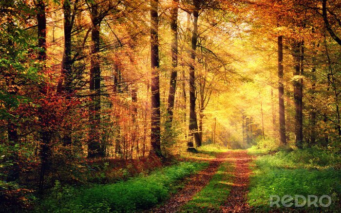 Poster Landschaft Wald in Herbstfarben