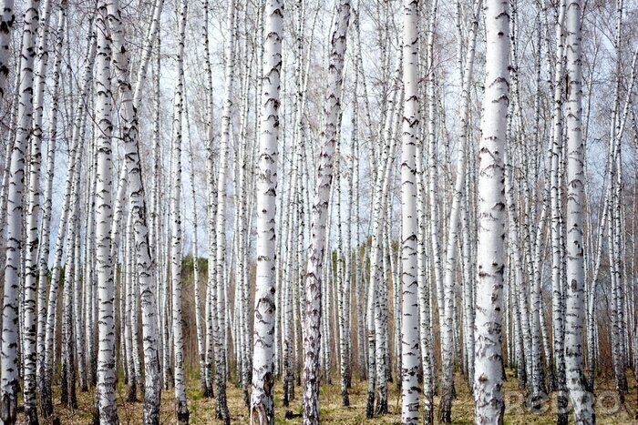 Poster Landschaft Wald mit Birken
