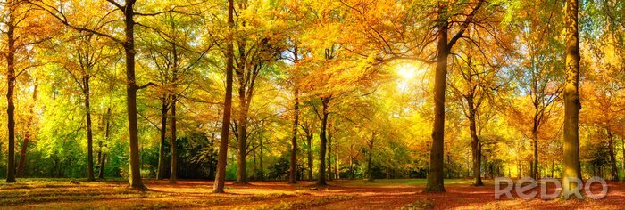 Poster Landschaft Wald mit goldenen Blättern