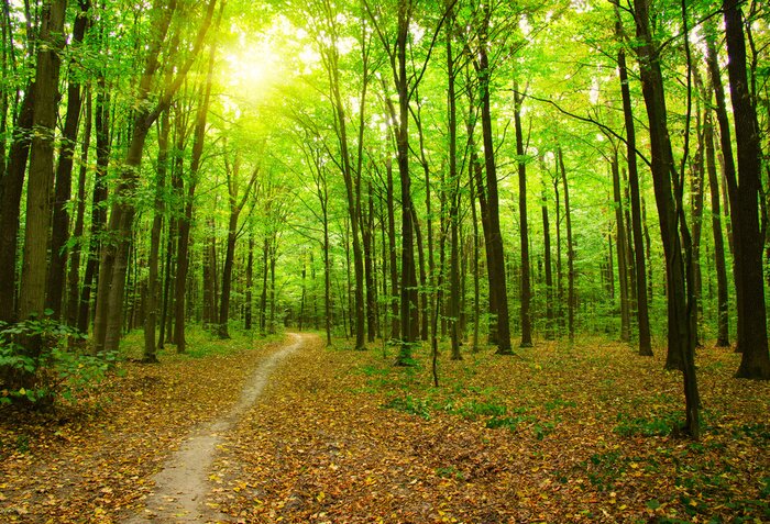 Poster Landschaft Wald mit Pfad