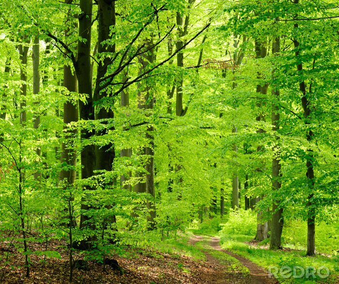 Poster Landschaft Wald mit üppigem Grün