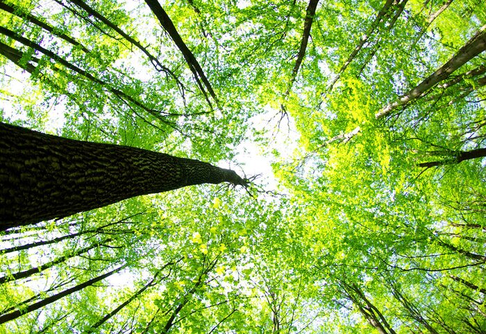 Poster Landschaft Wald von unten gesehen