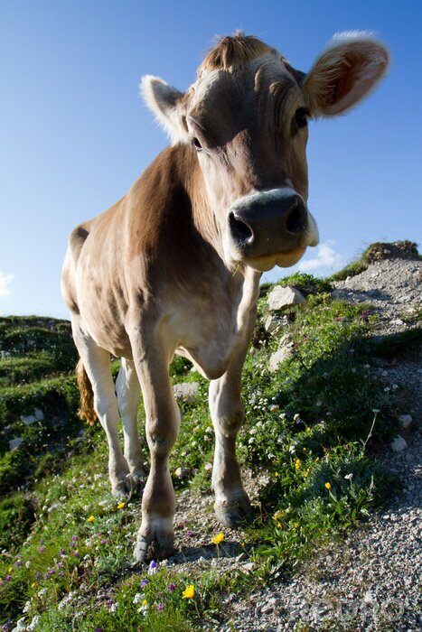 Poster Landtiere Kuh auf der Weide