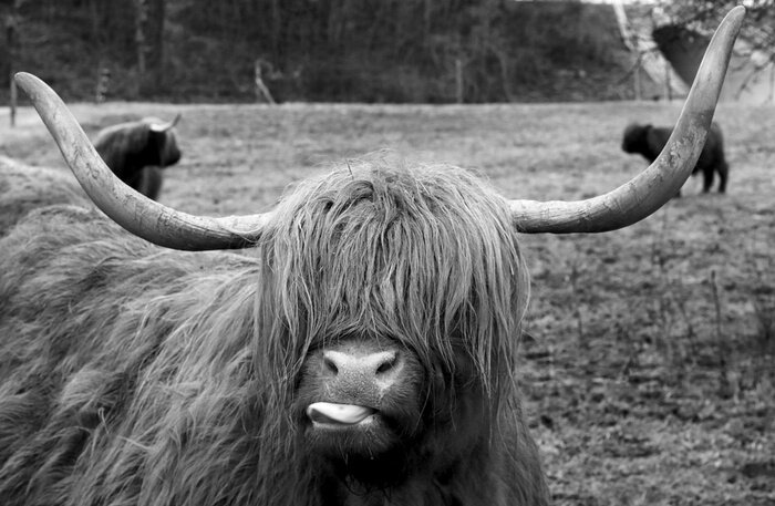 Poster Langhaarige Kuh mit freiliegender Zunge