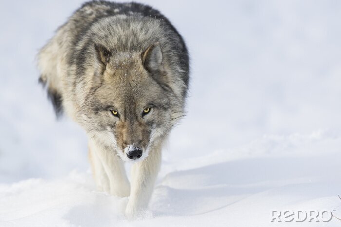 Poster Lauernder grauer Wolf