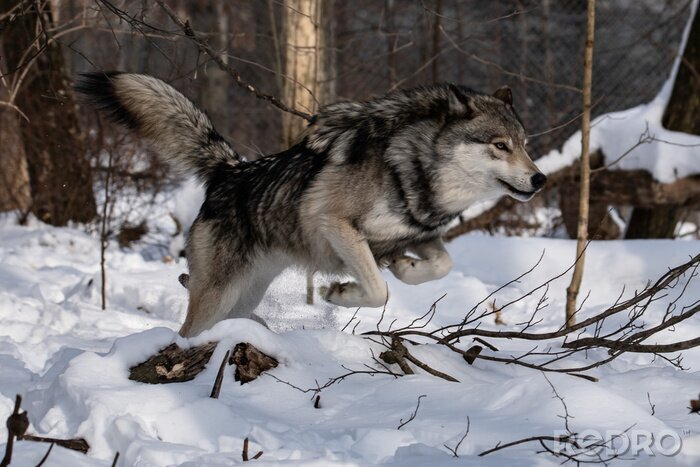 Poster Laufender Wolf