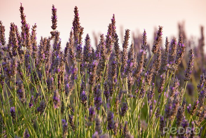 Poster Lavendel aus der Provence