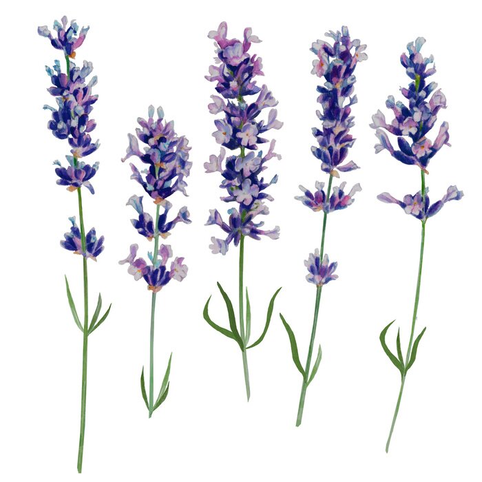 Poster Lavendel fünf zarte Zweige