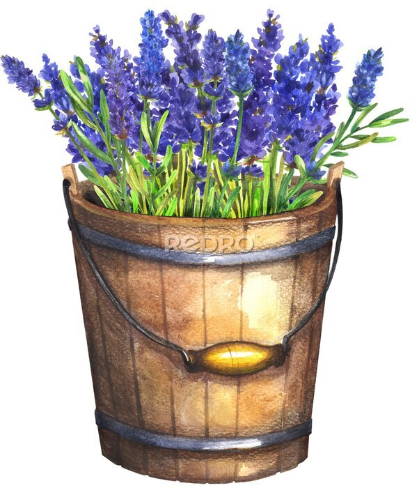 Poster Lavendel in einem Holzeimer