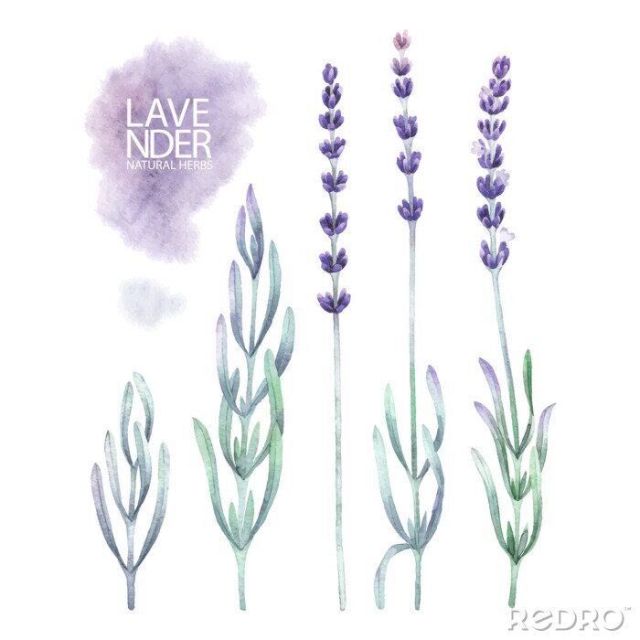Poster Lavendel pastellfarbene minimalistische Gravur