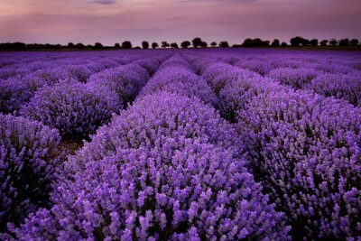 Poster Lavendel-Plantagen-Landschaft