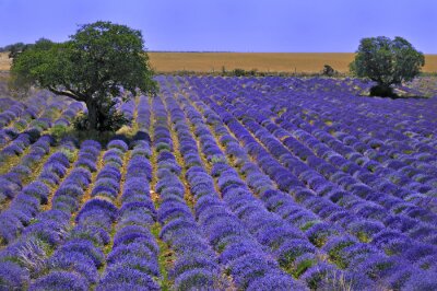 Lavendel-Stecklinge auf dem Feld