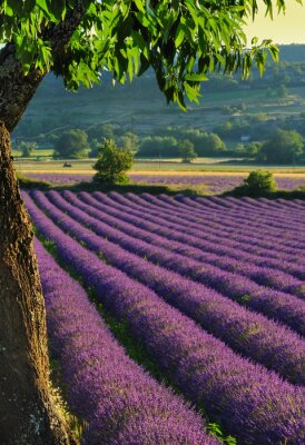 Lavendel und Baum mit grünen Blättern