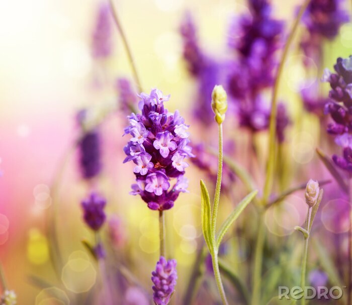 Poster Lavendel und Knospen in Nahaufnahme