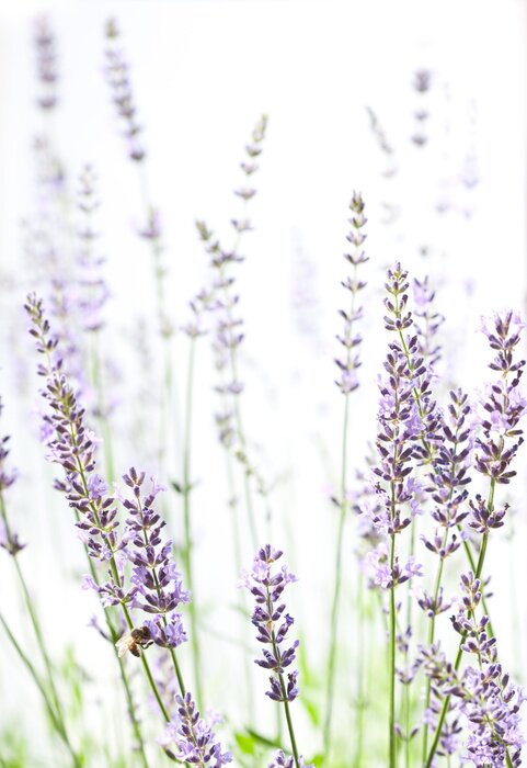 Poster Lavendel verblassende Zweige