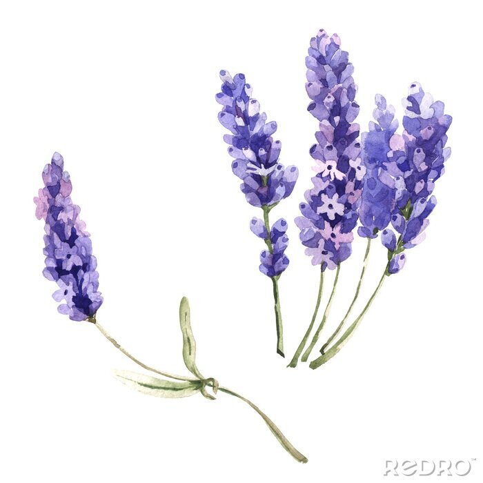 Poster Lavendel verstreute Zweige