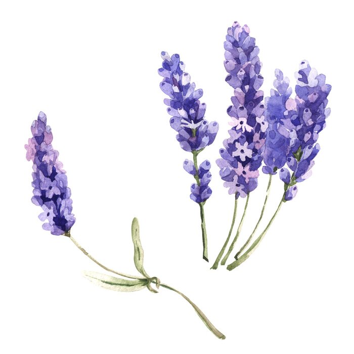 Poster Lavendel verstreute Zweige