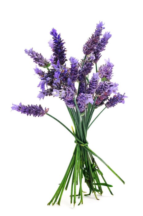 Poster Lavendelbouquet Motiv