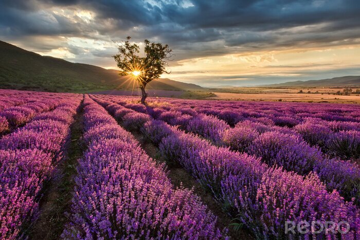 Poster Lavendelfeld mit Wolken im Hintergrund
