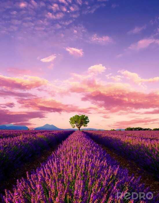 Poster Lavendelfeld um einen grünen Baum