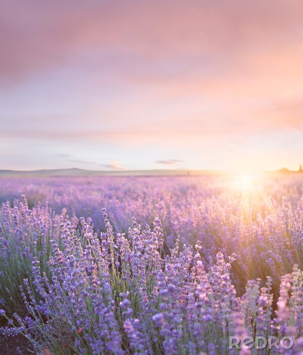Poster Lavendelfeld und rosa Himmel