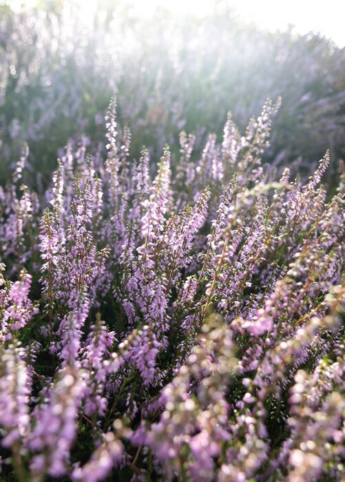 Poster Lavendelfeld wild