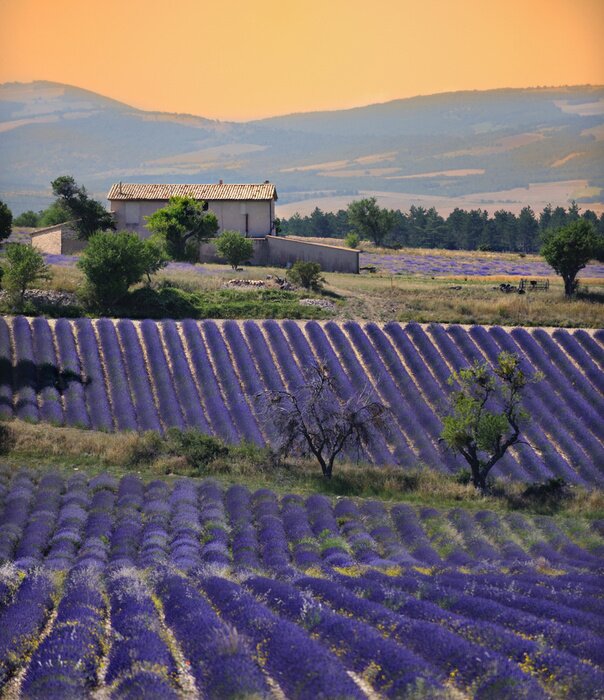 Poster Lavendelfelder Haus und Sonnenuntergang
