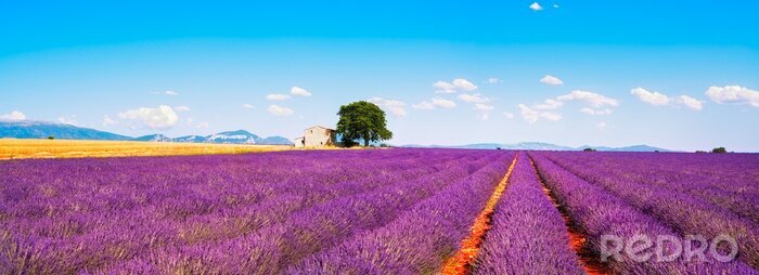 Poster Lavendelfelder in der Provence