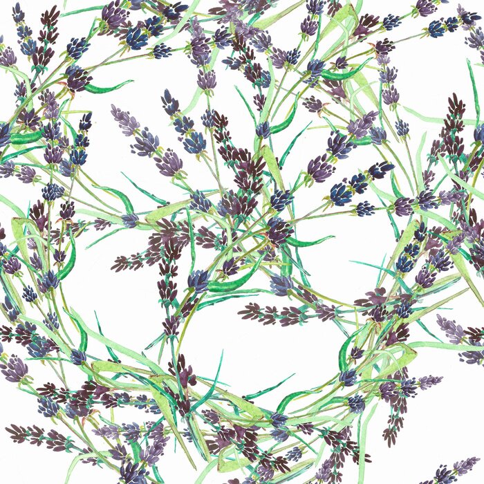 Poster Lavendelmotiv auf weißem Hintergrund