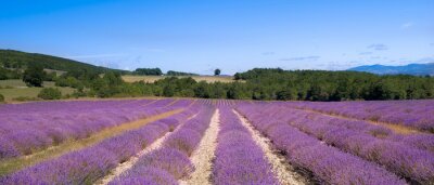 Lavendelplantage in Frankreich