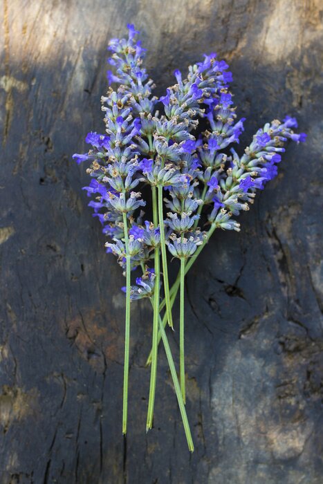 Poster Lavendelzweige auf einem dunklen Baumstamm