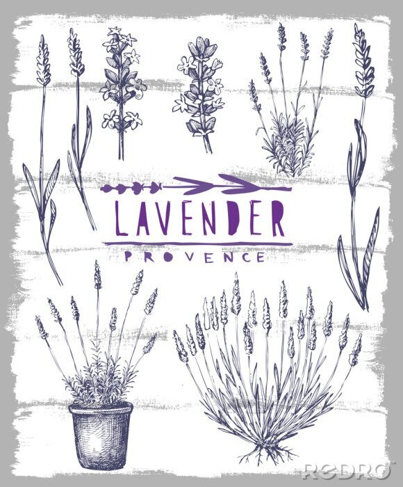 Poster Lavendelzweige und Lavendel im Topf auf grau-weißem Hintergrund